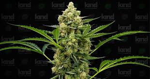Understanding Cannabis Seeds in Ohio A Comprehensive Guide to Cultivation