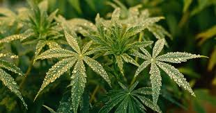Understanding Cannabis Seeds in Ohio A Comprehensive Guide to Cultivation
