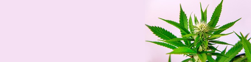 Understanding Cannabis Seeds in Ohio A Comprehensive Guide to Cultivation